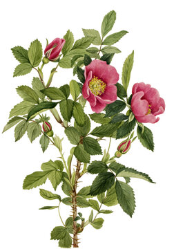 Wild pink roses