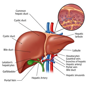 Detailed anatomical diagram of human liver and bile system.