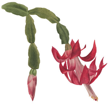 Christmas Cactus