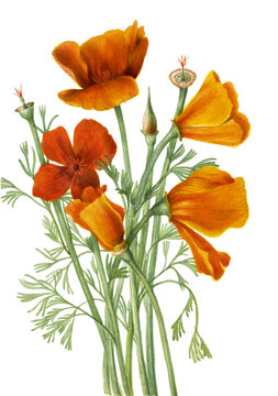 California poppies