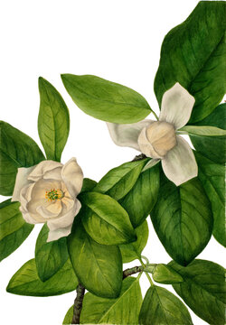 Summer Magnolia 