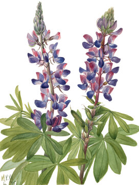 Lupine, wild