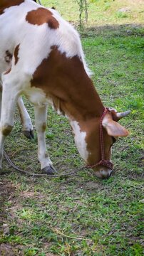 Cinematic footage of a hungry cow eating pasture grass on a sunny afternoon