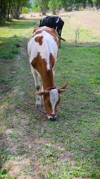Side view of a young cow eating green grass wearing a traditional halter