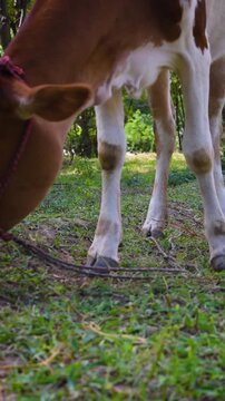 Wide shot of a brown and white cow grazing fresh grass in the bright daylight