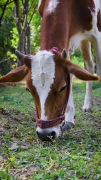 Low angle view of cattle legs standing in a green grassy field
