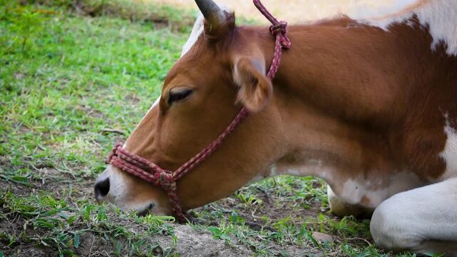 Detailed close up shot of a domestic cow face relaxing in the sun