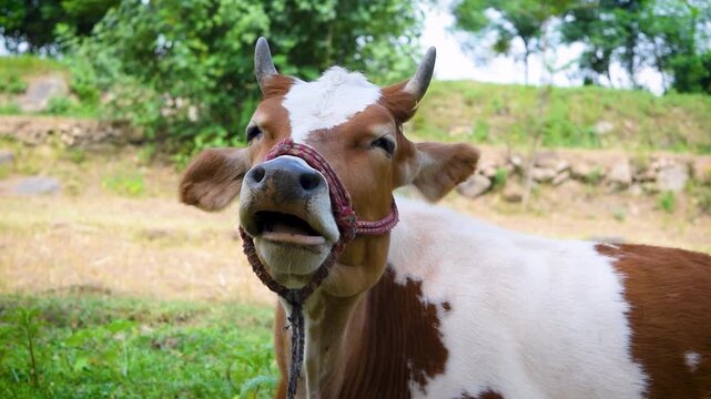 Front view of a brown and white cow looking directly at the camera on a sunny day