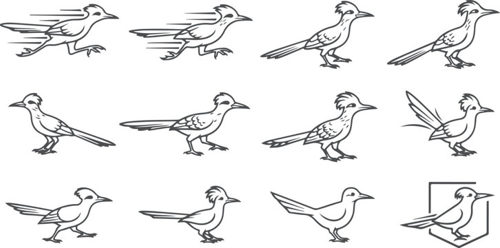 Animated sequence of roadrunner bird in motion, running and flying, line art.