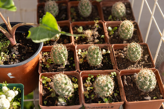 Brown square pots are holding spiny cactus seedlings on metal shelf, sunlight casting shadows