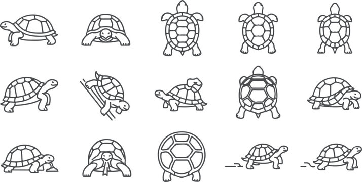 Collection of turtle outlines in various poses and perspectives, detailed shell patterns for design.
