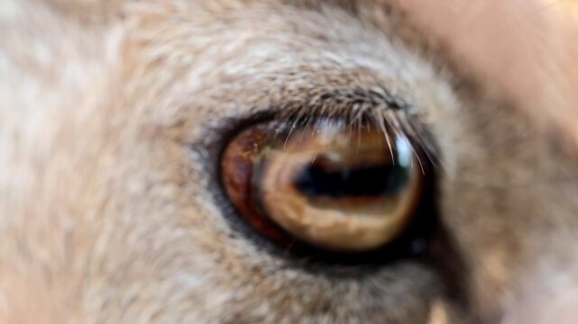 Extreme macro close up of an Astor Markhor wild goat eye gazing forward 180fps Captured in Cinematic High Detail Footage