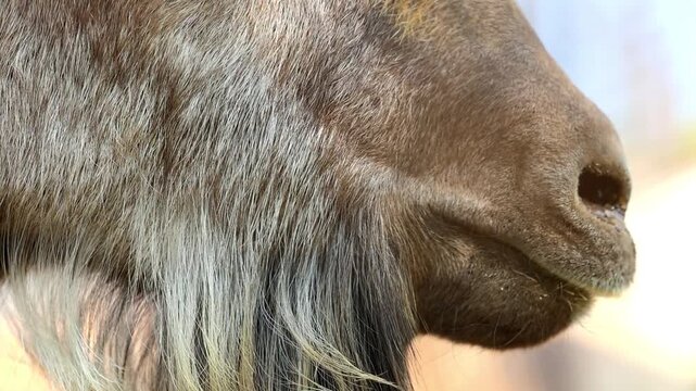 Close up profile shot of an Astor Markhor wild goat mouth and beard muzzle detail 180fps Captured in Cinematic High Detail Footage