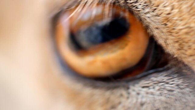 Extreme macro close up of an Astor Markhor wild goat eye gazing forward 180fps Captured in Cinematic High Detail Footage