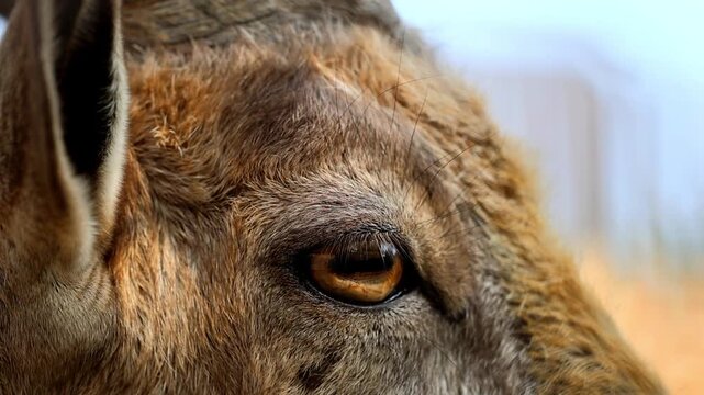 Extreme macro close up of an Astor Markhor wild goat eye gazing forward 180fps Captured in Cinematic High Detail Footage