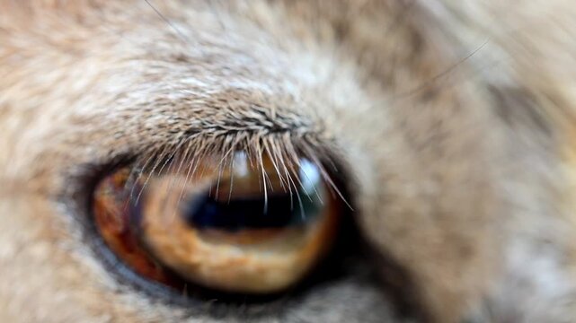 Extreme macro close up of an Astor Markhor wild goat eye gazing forward 180fps Captured in Cinematic High Detail Footage