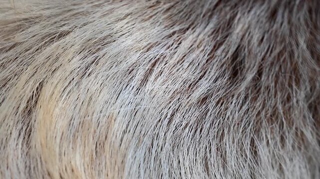 Extreme close up macro texture of Astor Markhor wild goat fur coat 180fps Captured in Cinematic High Detail Footage