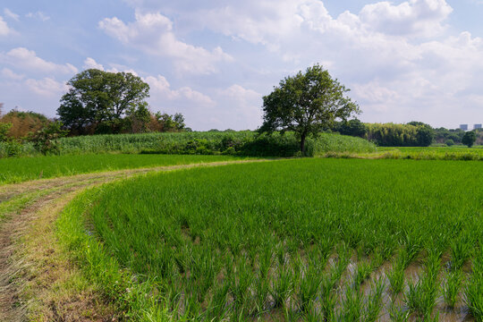 Curved levees and traditional rice paddies following natural terrain in Japan