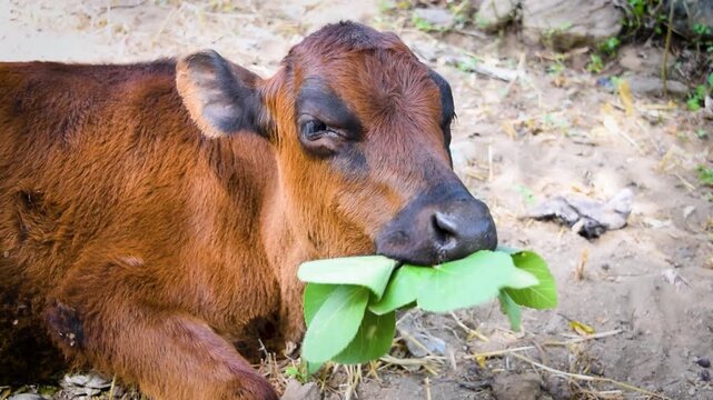 Close up video of a dark brown baby cow chewing a large green leaf