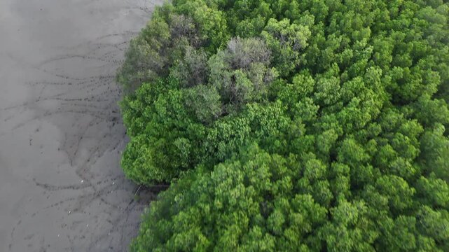 Aerial Drone View of Dense Green Mangrove Forest Next to Tidal Mudflat Shoreline