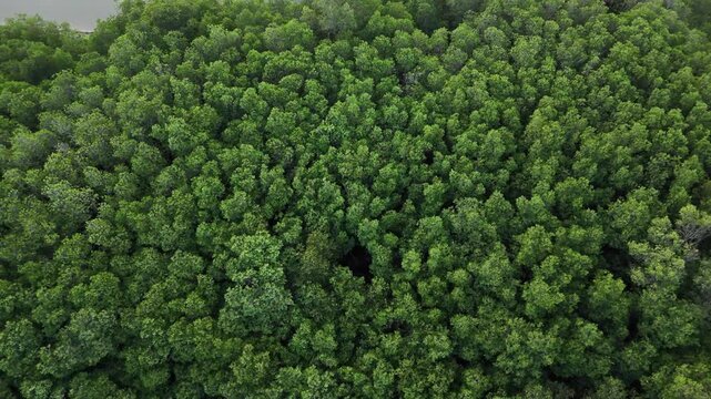 Aerial Drone View of Dense Green Mangrove Forest Canopy near Coastal Wetlands