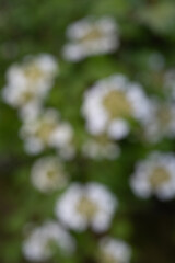Obraz premium Bokeh effect captures gentle white blooms amid soft green leaves