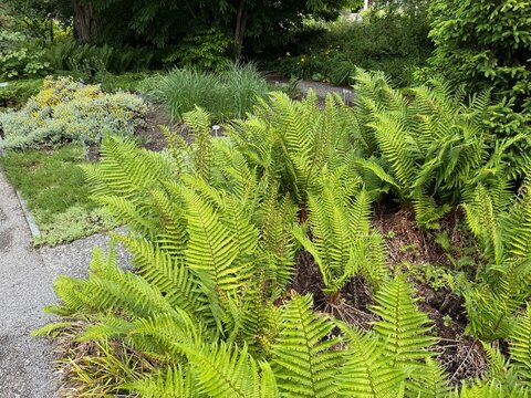Hybrid Male Fern (Dryopteris x tavelii Rothm., syn. Dryopteris x critica, Dryopteris tavelii or Dryopteris &times; tavelii), der Schuppige Wurmfarn oder Tavels Wurmfarn - The Botanical Garden St. Gallen