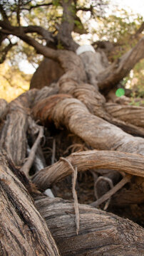 raices retorcidas - la memoria viva del arbol ancestral