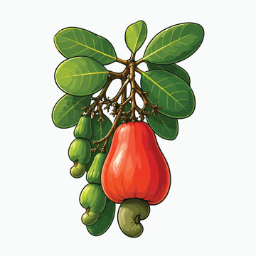 Cashew fruit and nut branch vector illustration