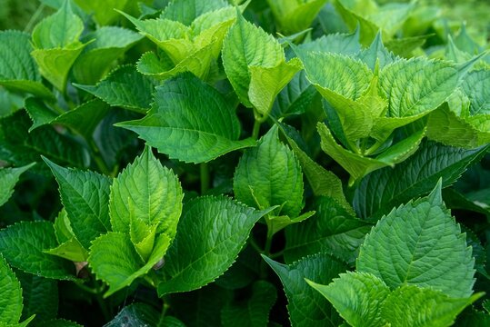 Fresh Mint Leaves Growing In Garden