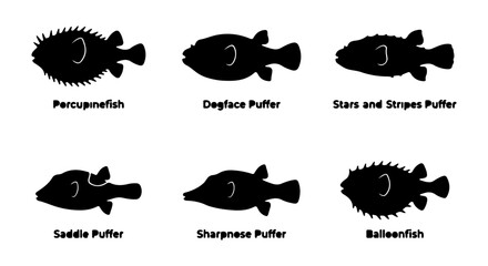 Obraz premium Pufferfish species icons silhouette set, white background, vector Illustration