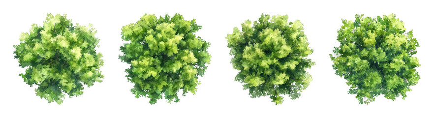 Fototapeta premium PNG Lush green foliage top view on transparent background