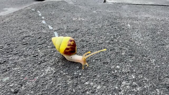 Close-up video of a yellow shell snail crawling along a sidewalk, showcasing its vibrant shell, detailed texture, and slow natural movement in an outdoor environment