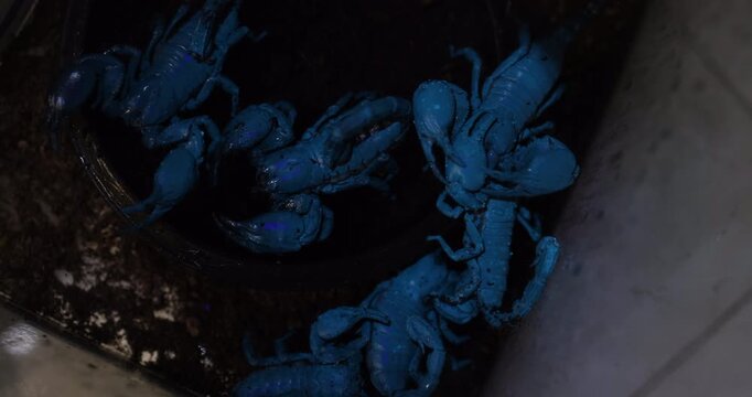 Close-up view of fluorescent scorpions glowing bright blue under ultraviolet light.