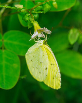 Lemon Emigrant Butterfly Feeding on White Wildflower in Lush Tropical Garden, Sri Lanka, Vivid Green Bokeh