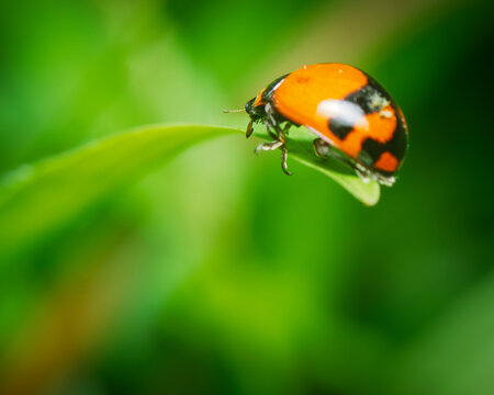 Orange Ladybird Beetle Perching on Green Leaf Tip in Tropical Garden, Sri Lanka, Vivid Bokeh Background