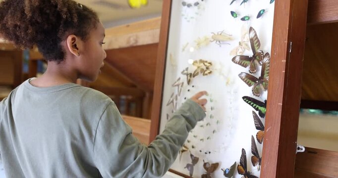 Young child carefully observing a preserved butterfly collection inside a museum display case. The image highlights museum learning, natural history educatio