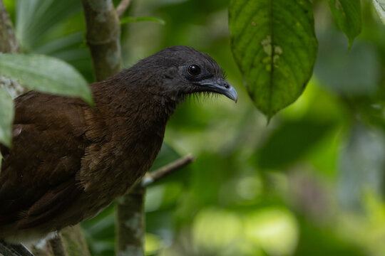 Grey headed chachalaca in a tree