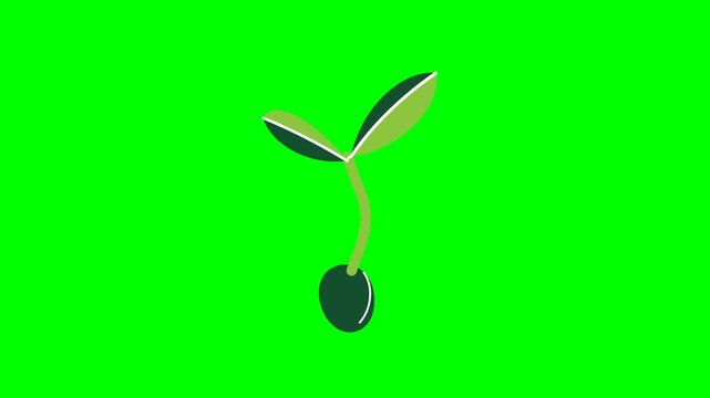 New plant sprout emerging from seed animated on green screen