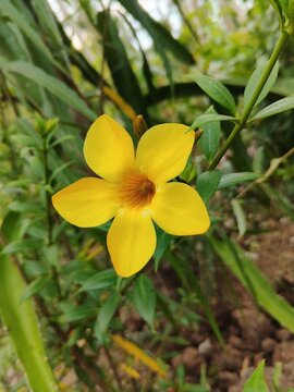 Bright yellow allamanda flower close-up.