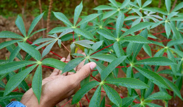 Close up of a farmer's hand touching cassava plant leaves in the field. 