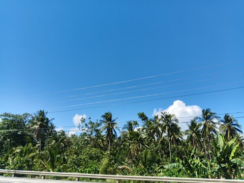 Scenic highway view with coconut trees and bright blue sky.