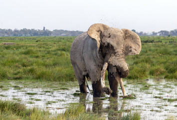 Fototapeta premium African elephant bull tusker named Pascal who was wading and giving himself a mudbath in Amboseli National Park in East Africa Kenya KEN