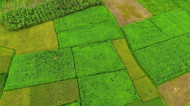 beautiful natural rice field green grass texture drone 4K video aerial view rice field top view drone view landscape