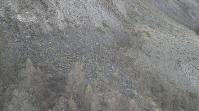 Low altitude aerial shot of wild Siberian ibex herd with large horns running from spring forest on mountain slope. Drone tracking wildlife. RAW flat profile uncorrected video.