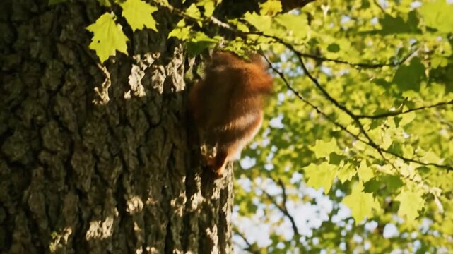 A small red squirrel with a bushy tail climbs a textured tree trunk in a sun-dappled forest, showcasing its agile movement.