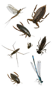 Aquatic insects collection, water bugs and dragonfly set, 8 pond life elements on white background