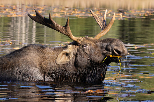 Close up large male bull moose Alces alces eating aquatic vegetation in Algonquin Provincial Park Ontario Canada