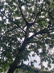 Obraz premium tree in spring