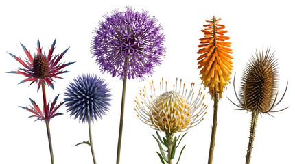 Obraz premium Collection of exotic flowers including allium, kniphofia, leucospermum, eryngium and teasel isolated on transparent background